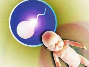 试管吃燕窝有什么好处试管移植后吃燕窝有助于胚胎着床吗？